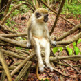 /album/fotky-barbados/barbados-jamajkanita-19-jpg/